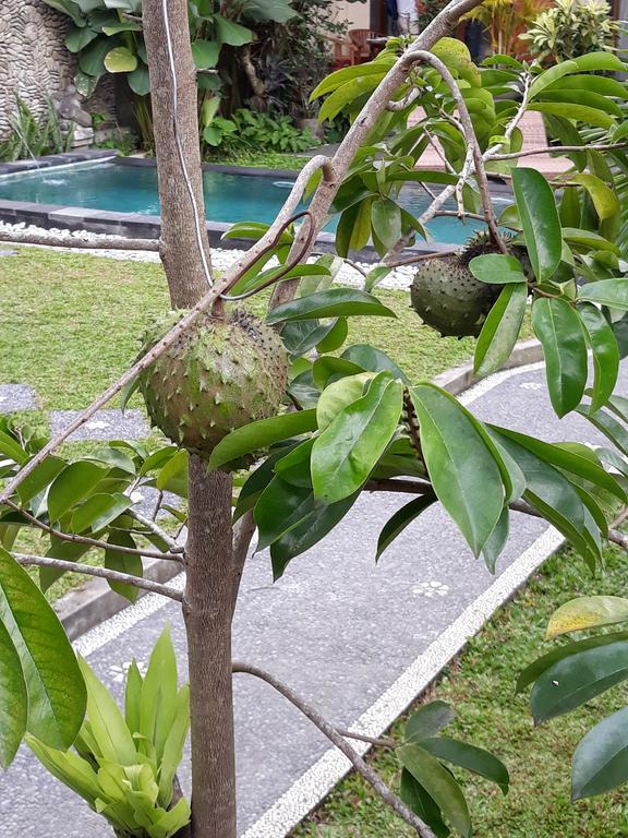 Umah Dangin Guest House أوبود المظهر الخارجي الصورة