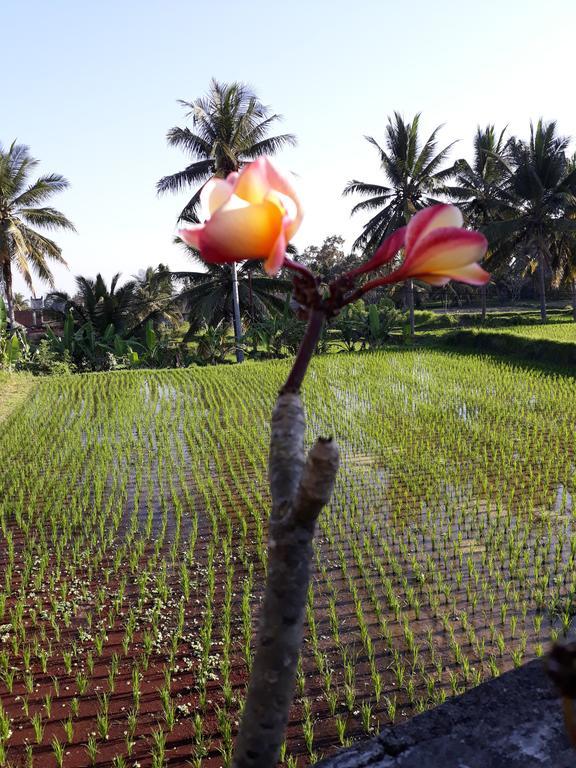 Umah Dangin Guest House أوبود المظهر الخارجي الصورة