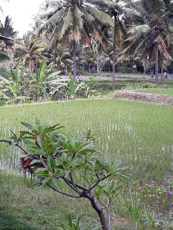 Umah Dangin Guest House أوبود المظهر الخارجي الصورة